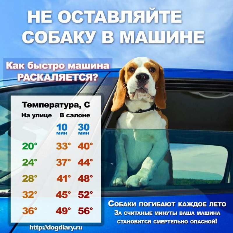 Не оставляйте собаку в машине!